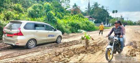 Muak! Warga di Kuansing Tanam Pisang di Ruas Jalan Milik Provinsi Riau